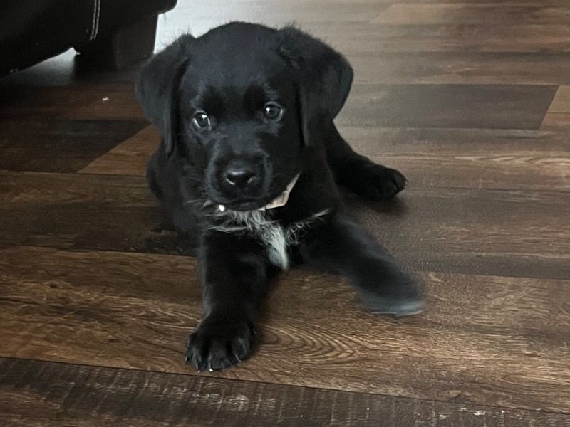 Stormi – Rottweiler x German Shepherd Female Dog for Sale in Indiana | Vaccinated