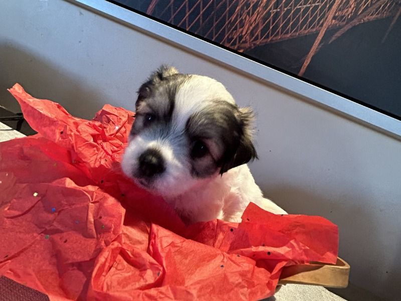 Macha – Maltese Shih Tzu x Pekingese Female Dog for Sale in Quebec | Vaccinated