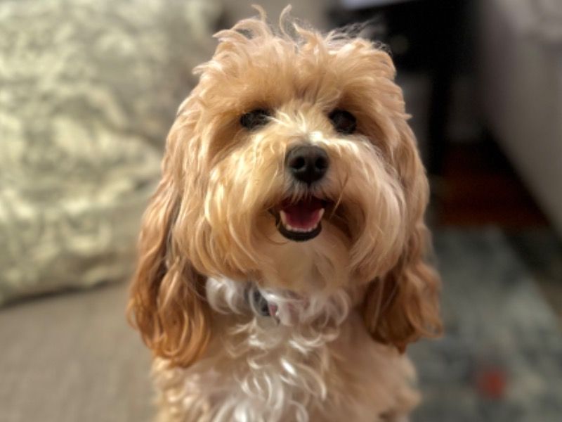 Chloe – Maltipoo Female Dog for Breeding in Connecticut | Vaccinated