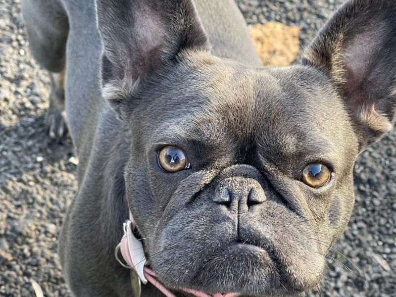 Lyzzy – French Bulldog Female Dog for Breeding in England | Vaccinated