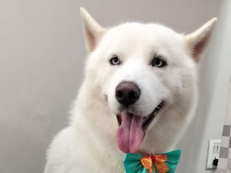 Luca – Husky Stud Dog for Breeding in Maharashtra