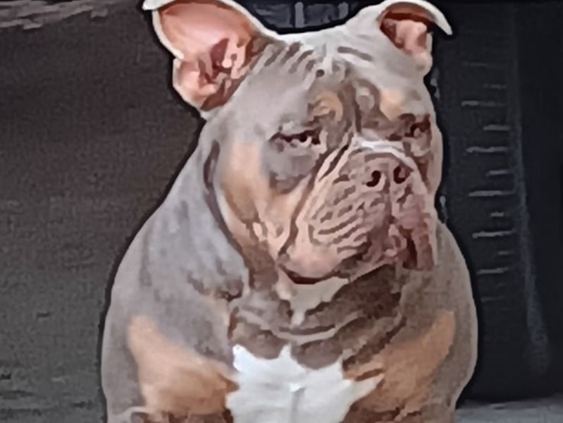 Butterball – American Bully Stud Dog for Breeding in Texas | Vaccinated