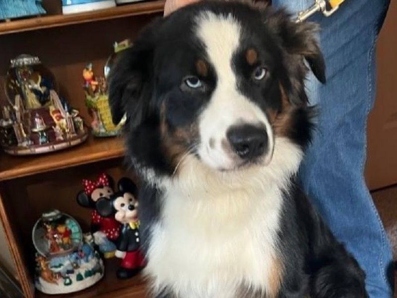 Smokey – Australian Shepherd Male Dog for Adoption in Virginia | Vaccinated