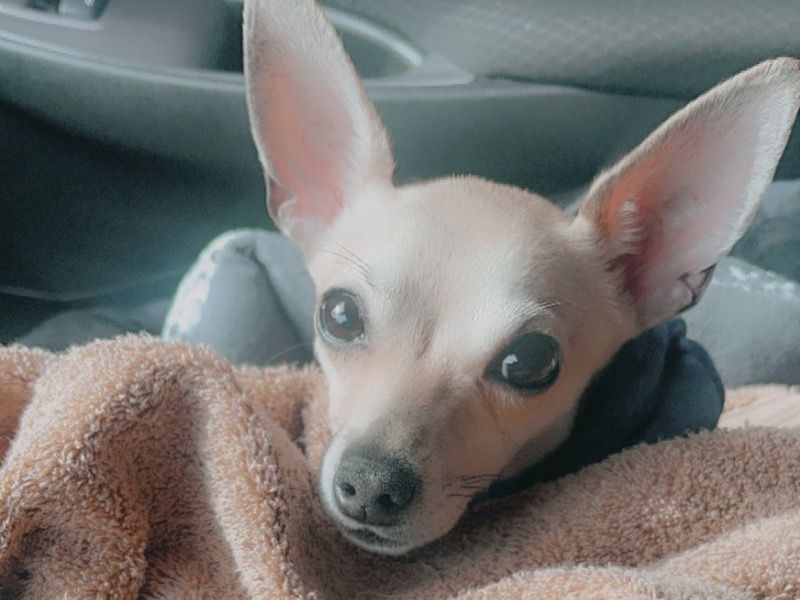 Nike – Chihuahua x Rat Terrier Male Dog for Socialization in New York | Vaccinated