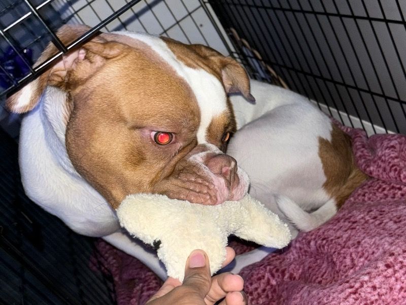 Dougie – American Bulldog Stud Dog for Breeding in Kansas