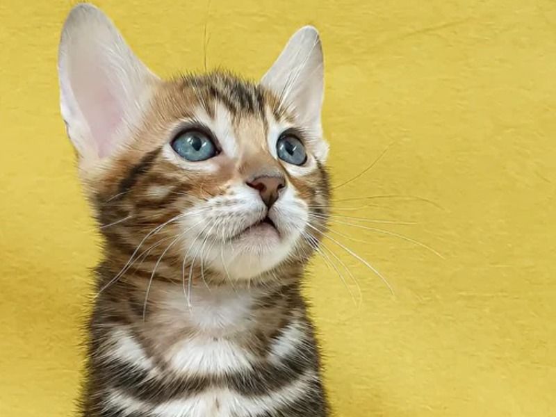 Zoey – Bengal Male Cat for Adoption in Alberta | Vaccinated