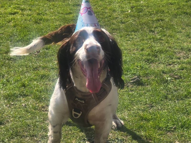 Bailey – English Springer Spaniel Stud Dog for Breeding in England | Vaccinated