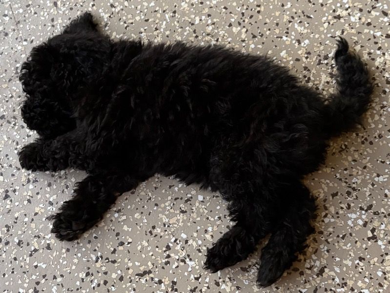 Ozzy – Aussiedoodle Male Dog for Sale in Florida | Vaccinated