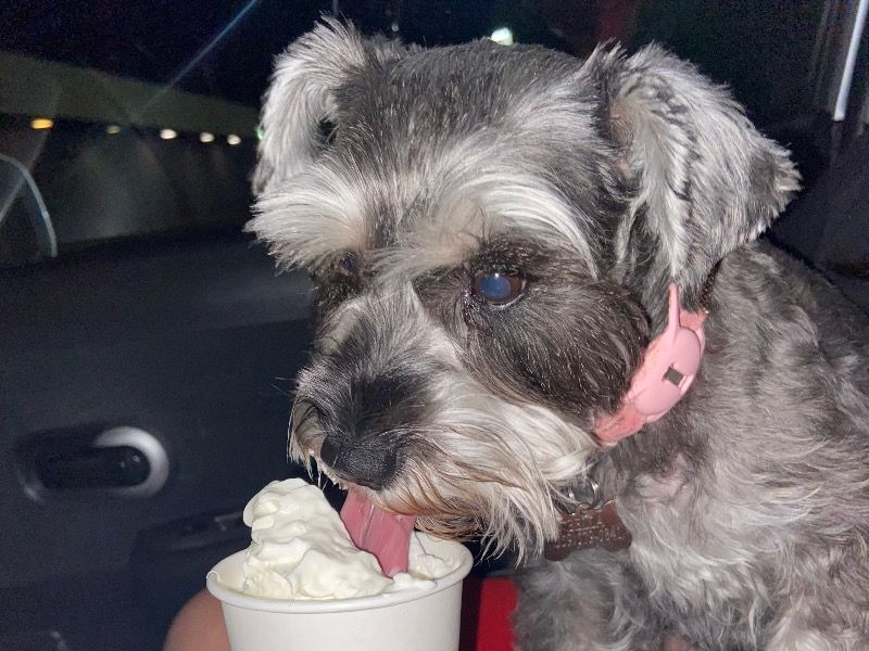 Bella – Miniature Schnauzer Female Dog for Breeding in California | Vaccinated