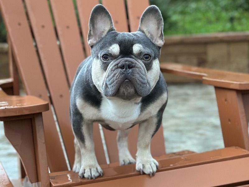 Chief – French Bulldog Stud Dog for Breeding in Texas | Vaccinated