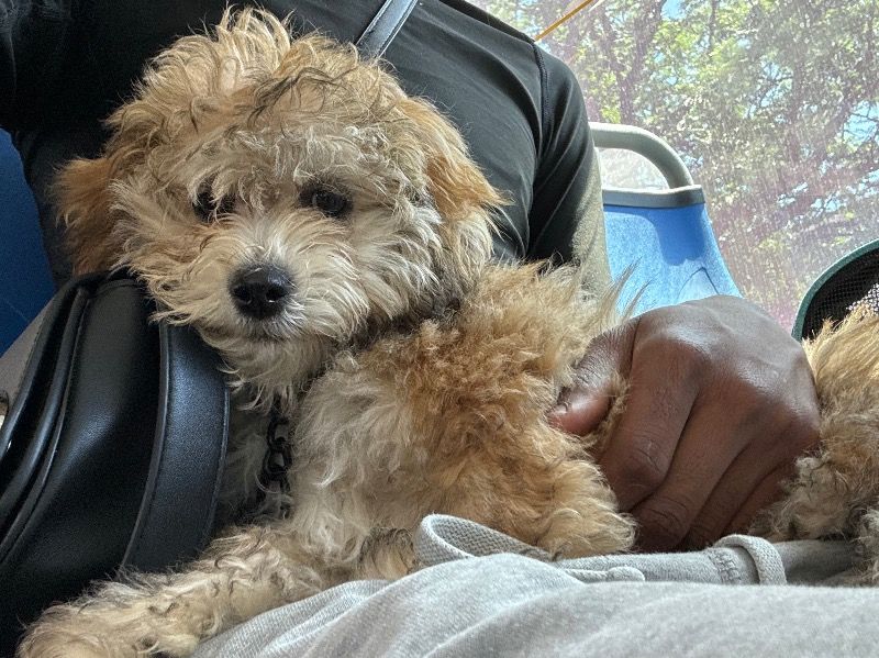 Envy – Poodle x Shih Tzu Female Dog for Socialization in Pennsylvania | Vaccinated