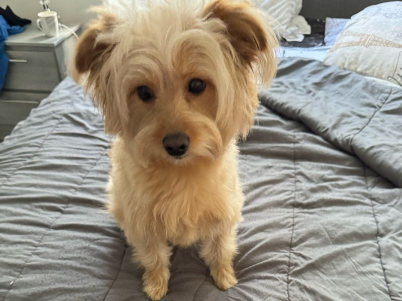Daisy – Pomeranian x Poodle Female Dog for Sale in Florida | Vaccinated