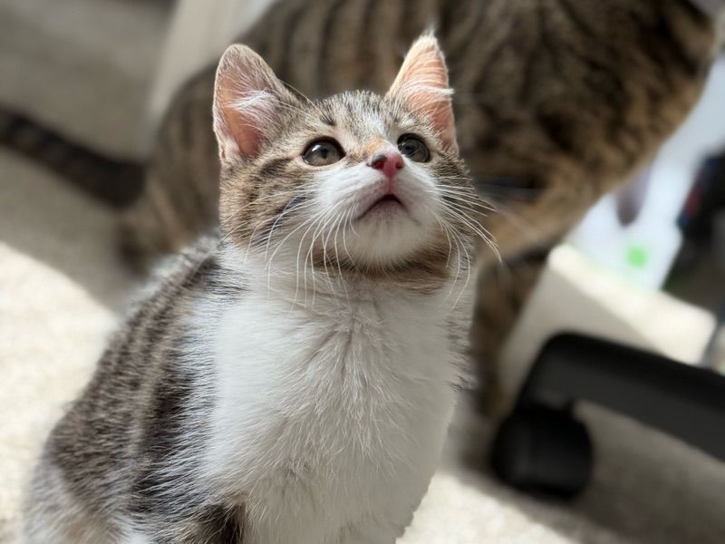 Charlie – Tabby Male Cat for Sale in England