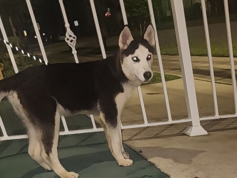 Spirit – Siberian Husky Female Dog for Sale in Florida | Vaccinated