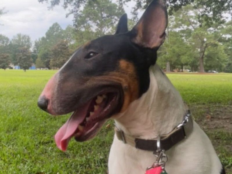 Bambi – Bull Terrier Female Dog for Breeding in North Carolina | Vaccinated