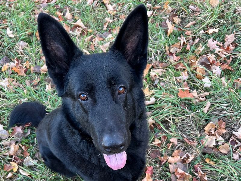 Panzer – Black German Shepherd Stud Dog for Breeding in Michigan | Vaccinated