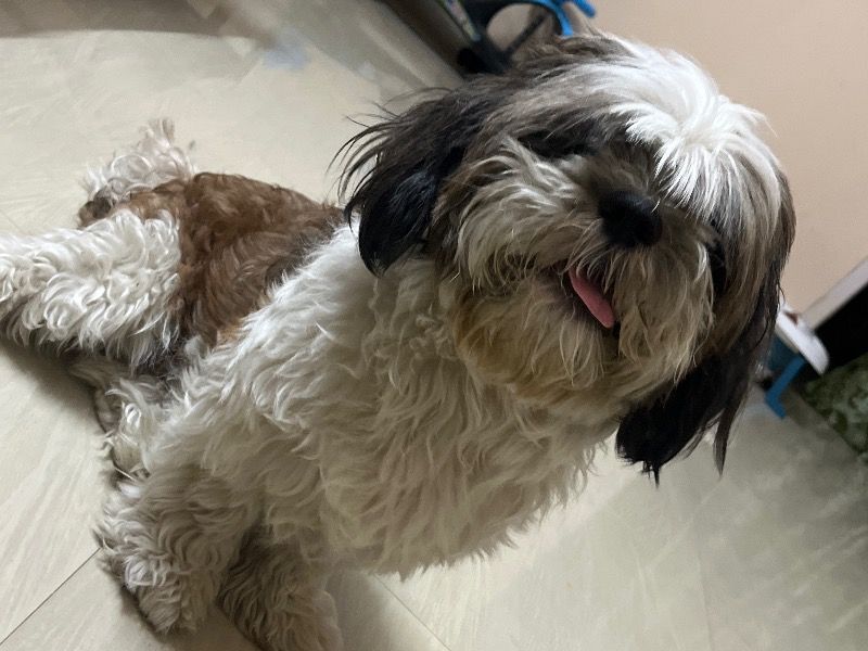 Chocky – Shih Tzu Stud Dog for Breeding in Telangana | Vaccinated