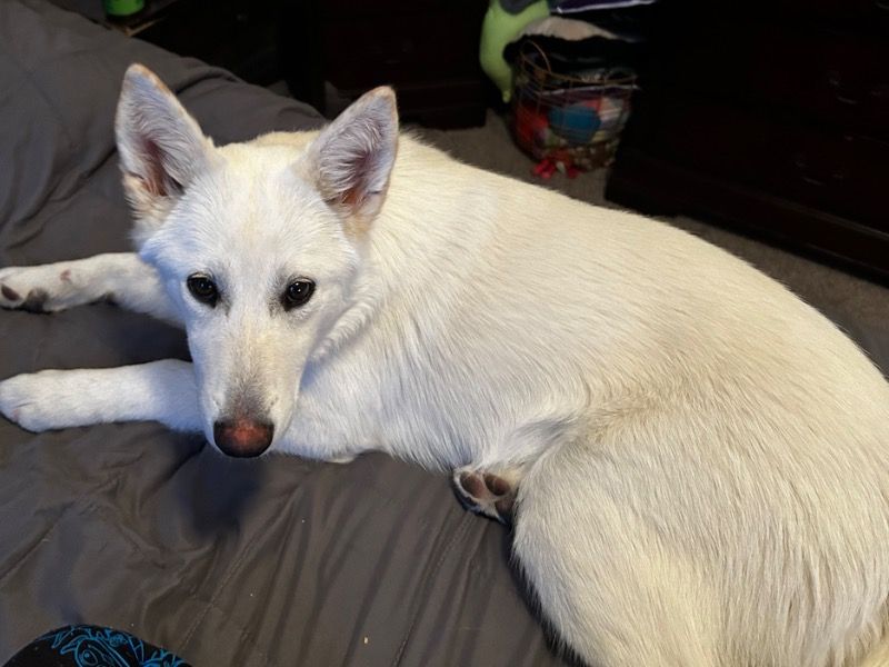 Cloud – German Shepherd x American Eskimo Female Dog for Breeding in Colorado | Vaccinated