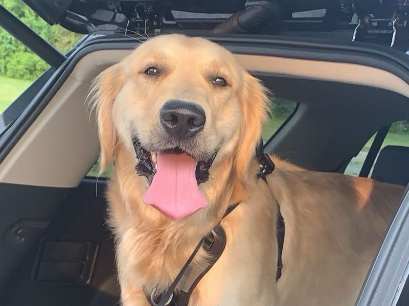 Sonny – Golden Retriever Stud Dog for Breeding in New York | Vaccinated