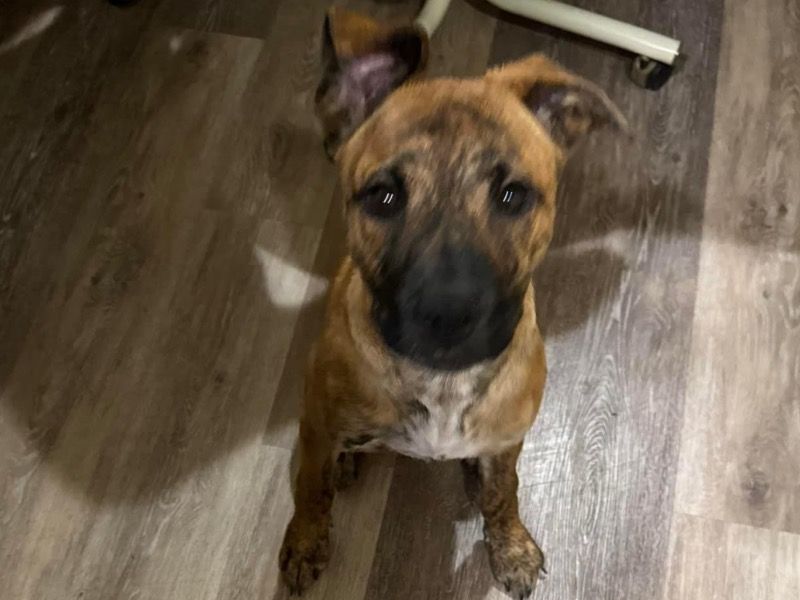 Coco – Boxer x Belgian Shepherd Female Dog for Sale in Oklahoma | Vaccinated