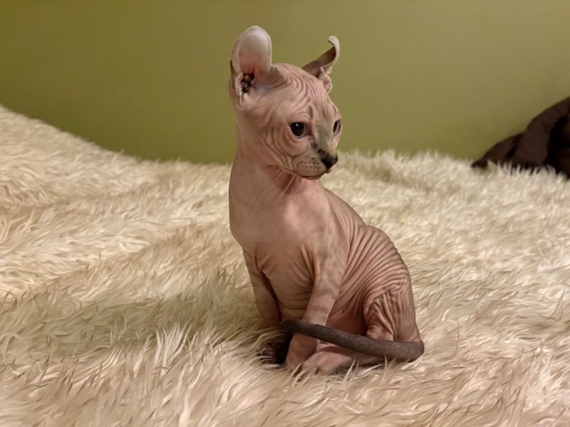 Tabby – Sphynx Female Cat for Sale in Tennessee | Vaccinated