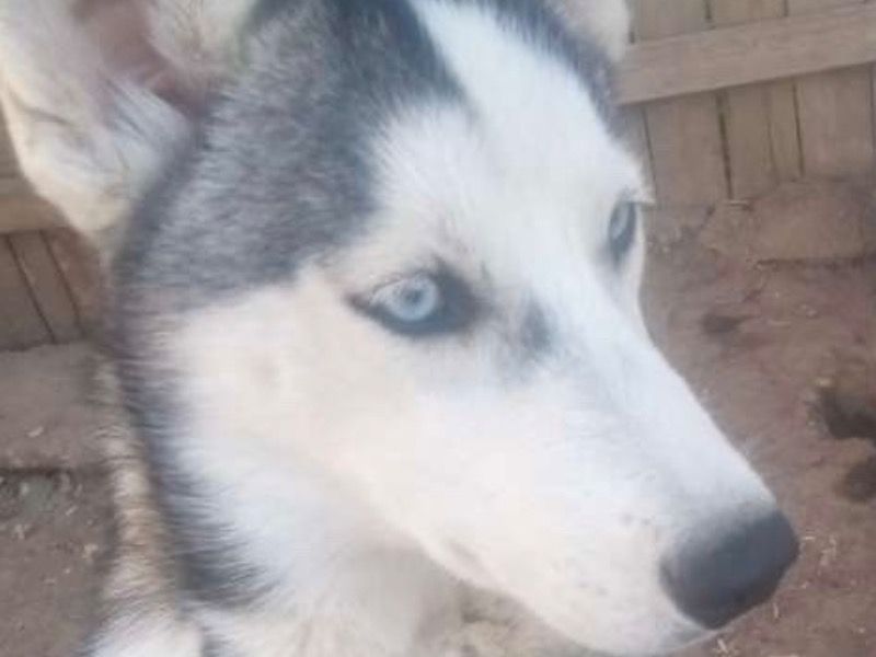 Mya – Alaskan Malamute Female Dog for Sale in Indiana | Vaccinated