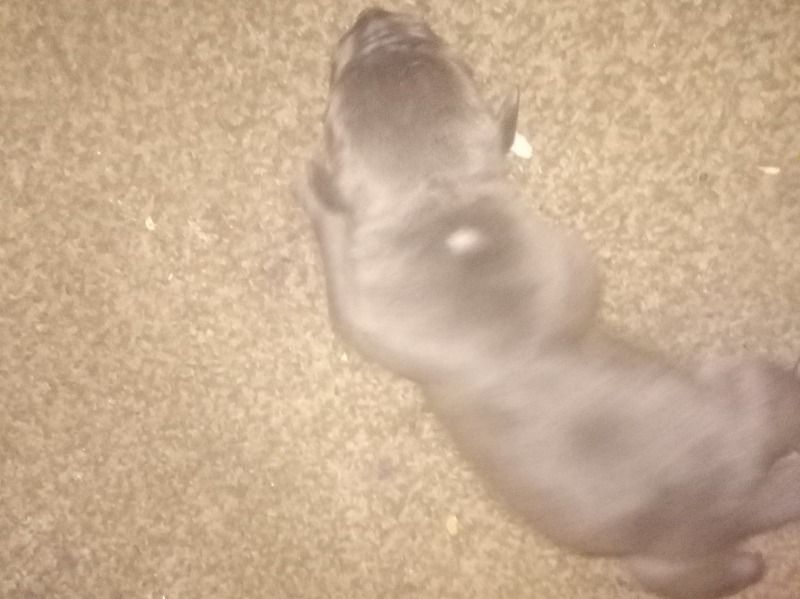 Baby – American Bully Male Dog for Sale in Virginia