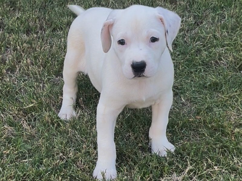 Destiny – American PitBull Terrier x Rottweiler Female Dog for Sale in Georgia