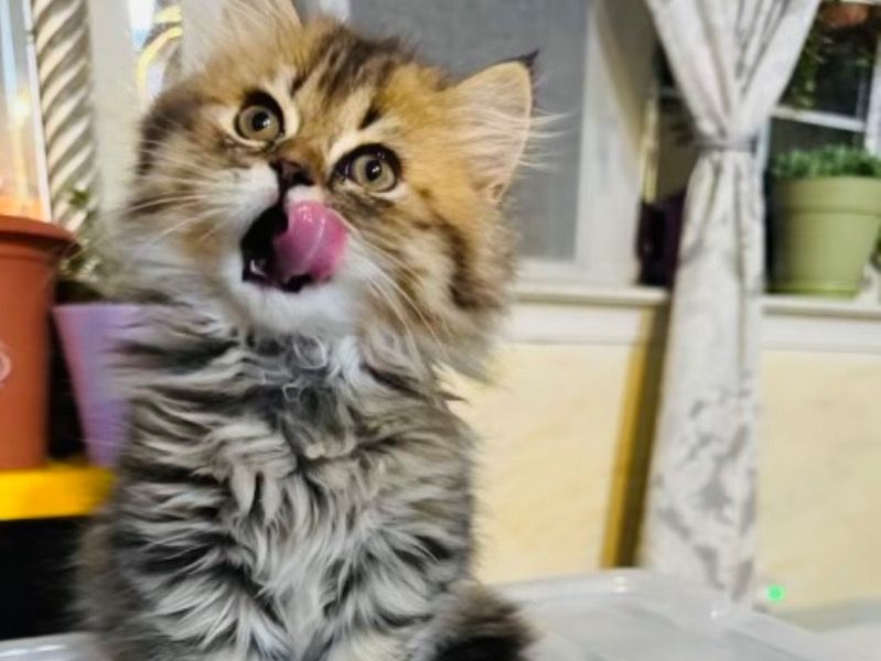 Muffin – Scottish Straight x Scottish Straight Female Cat for Sale in New Jersey | Vaccinated