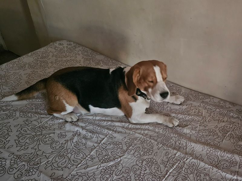 Shadow – Beagle Stud Dog for Breeding in Karnataka | Proven Stud, Vaccinated