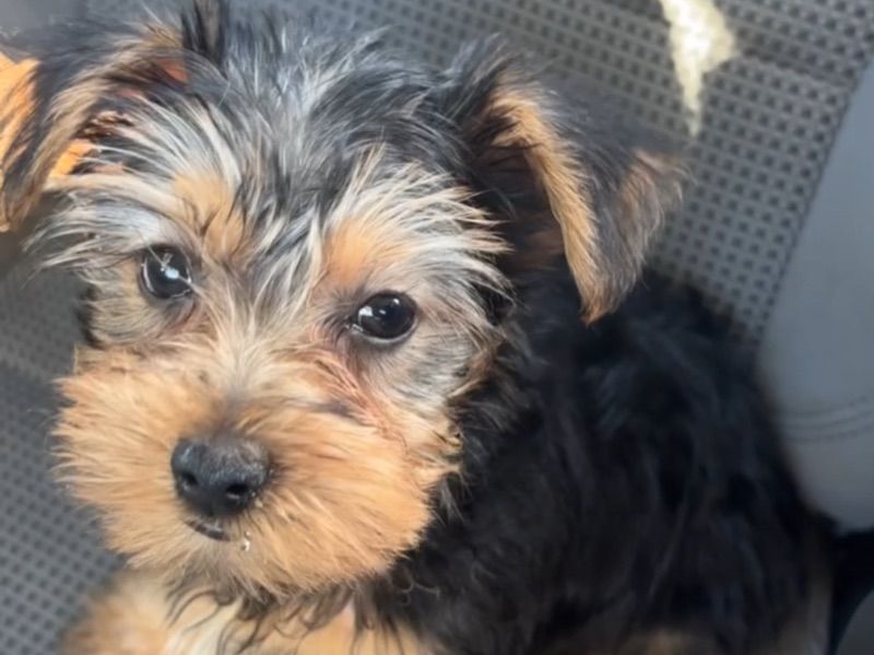 Milo – Yorkshire Terrier Male Dog for Sale in Virginia | Vaccinated
