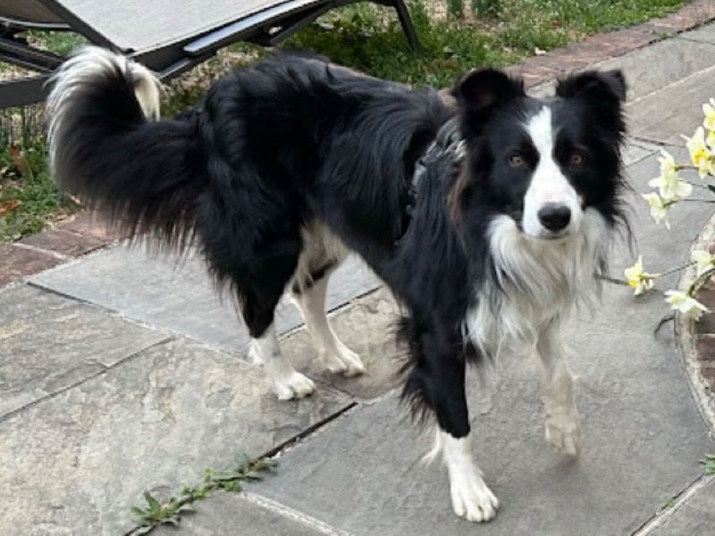 Chase – Border Collie Male Dog for Adoption in Virginia | Vaccinated