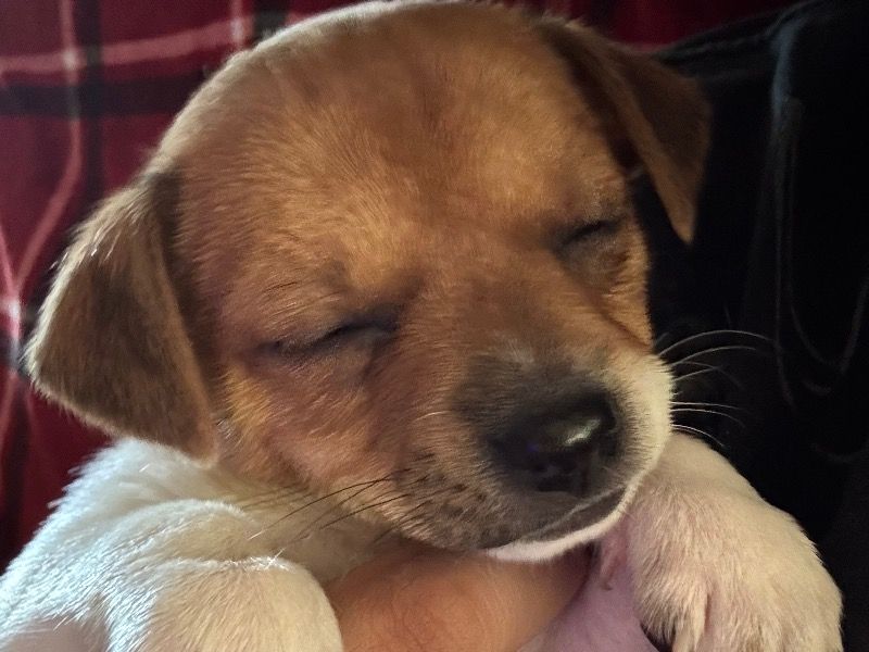 Romeo – Chiweenie Male Dog for Sale in California