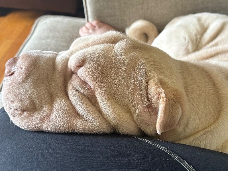 Chubby – Shar Pei Male Dog for Sale in North Carolina | Vaccinated