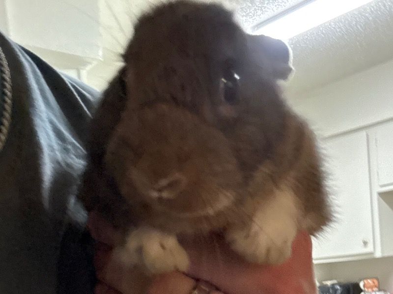 Cocoa – Mini Lop Female Rabbit for Sale in Texas