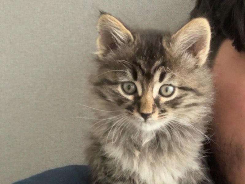 Taylor – Tabby Female Cat for Sale in Texas