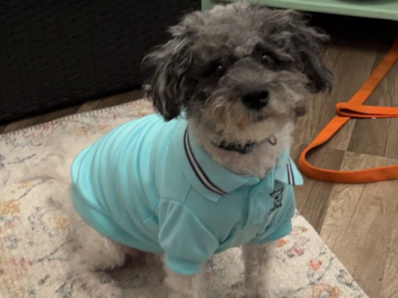 Remington – Mini Golden Doodle Female Dog for Breeding in Florida | Vaccinated