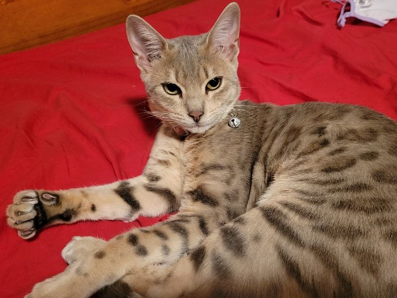 Suki – Bengal Female Cat for Breeding in Manitoba | Vaccinated