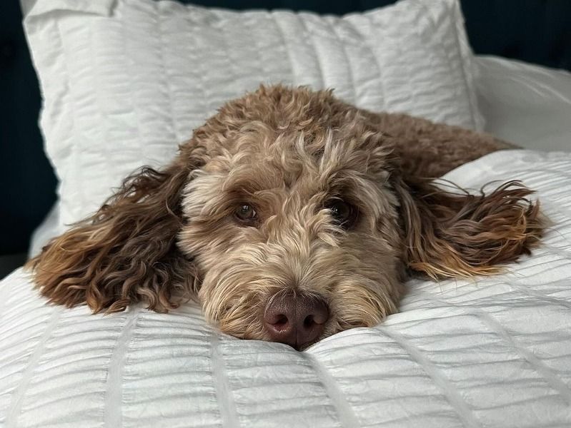 Bentley – Goldendoodle Male Dog for Sale in Texas | Vaccinated