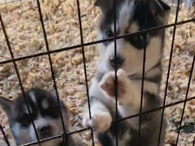 Loch And Finn – Siberian Husky Male Dog for Sale in New York