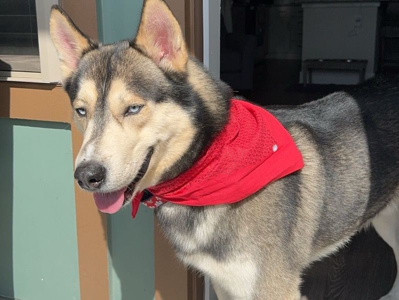 Blu – Siberian Husky Male Dog for Adoption in Florida | Vaccinated