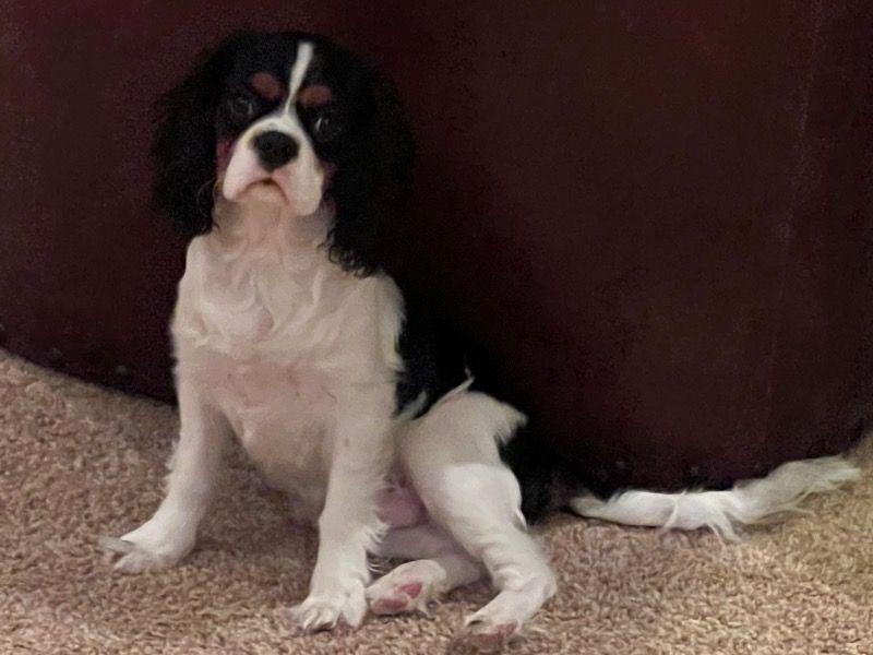Leroy – Cavalier King Charles Spaniel Stud Dog for Breeding in Washington | Vaccinated