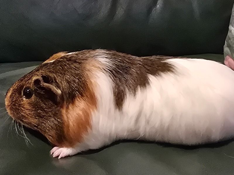 Coco – Guinea Pig Female Rodent for Sale in Massachusetts | Vaccinated