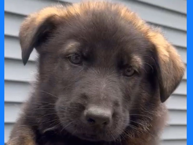 Blue – German Shepherd Male Dog for Sale in New York | Vaccinated