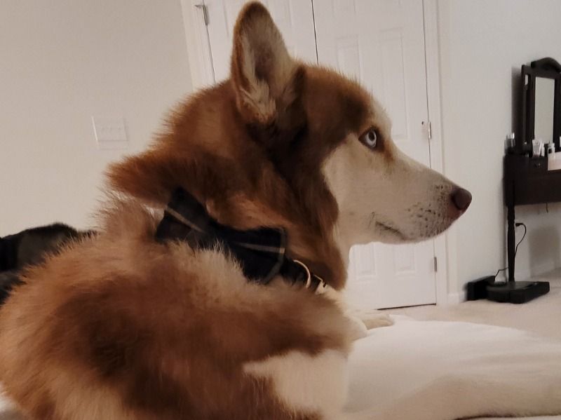 Kylo – Siberian Husky Stud Dog for Breeding in Pennsylvania | Vaccinated