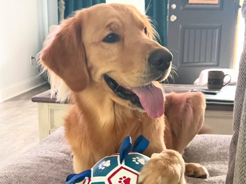 Tucker – Golden Retriever Stud Dog for Breeding in North Carolina | Vaccinated