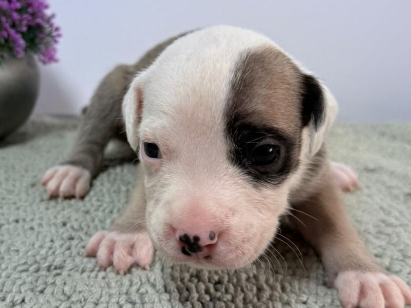 Capitan – Blue nose Pitbull Male Dog for Sale in Utah | Vaccinated