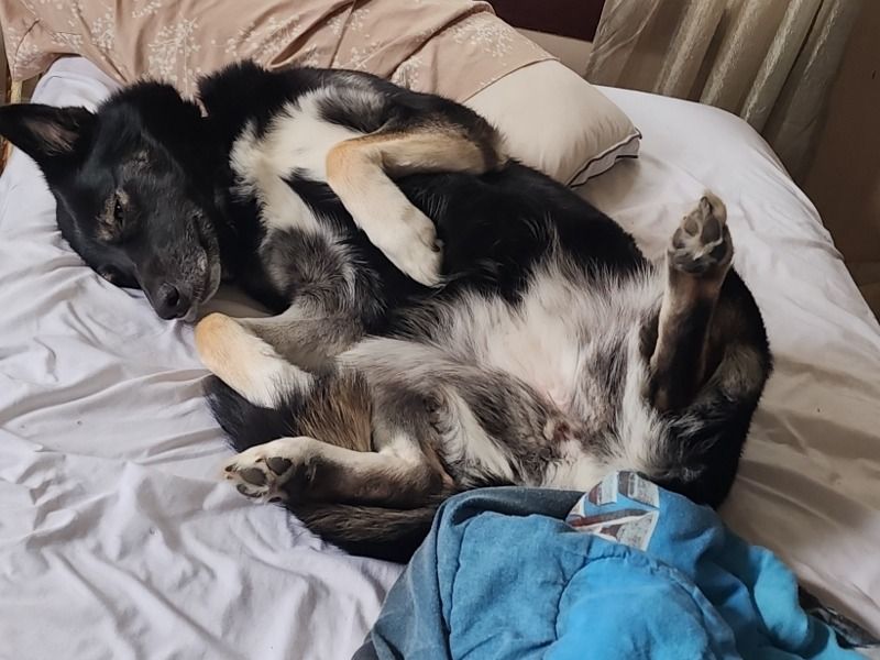 Stella – Siberian Husky x Australian Shepherd Female Dog for Breeding in Ontario | Vaccinated
