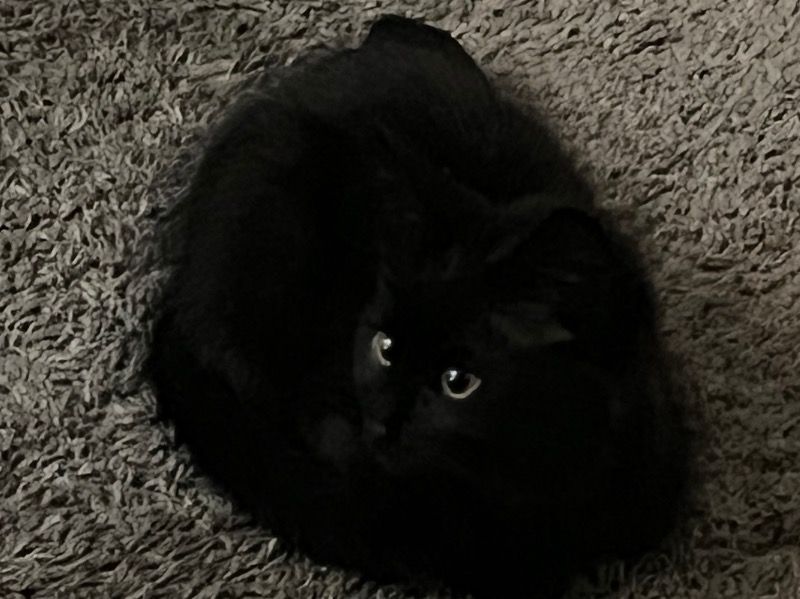 Skarr – Bombay Female Cat for Sale in California