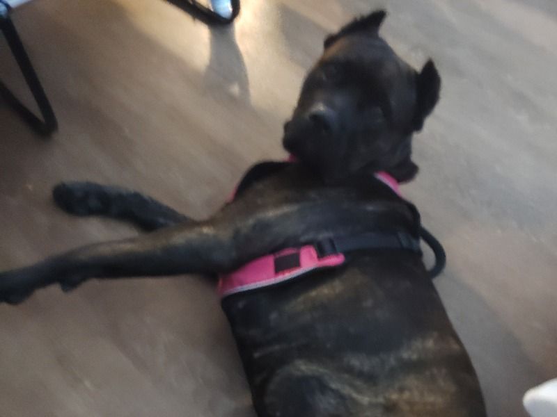 Brindi – Cane Corso Female Dog for Breeding in Indiana | Vaccinated